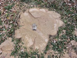Stump grinding by Mcqulin tree care in northwest ohio