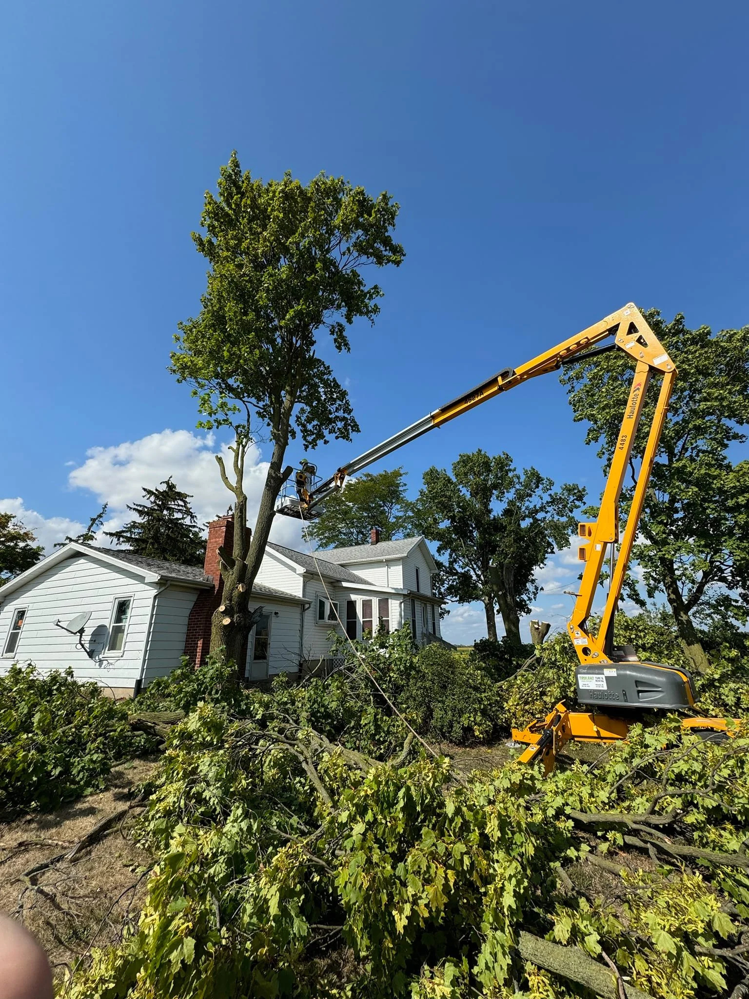 tree removal in Fulton County