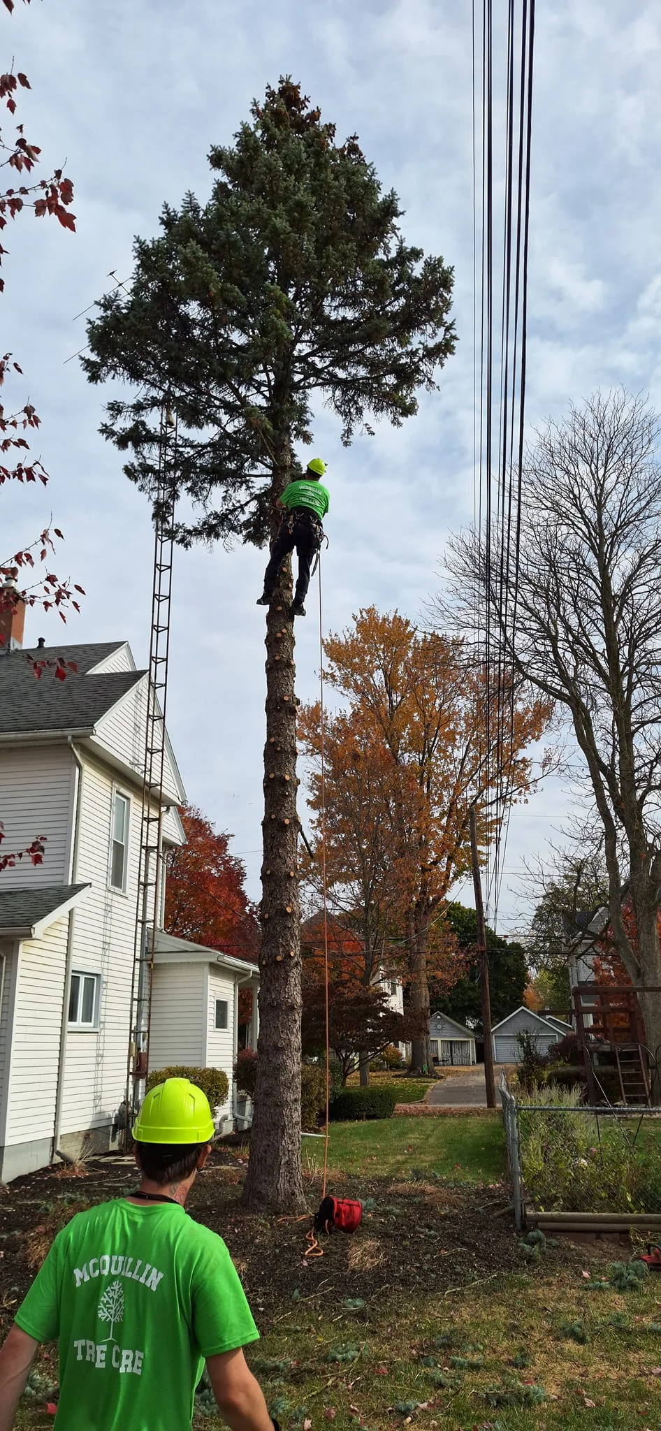 tree trimming in Fulton County